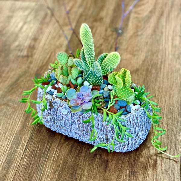 Small succulent arrangement in a bark-textured planter with colorful pebbles