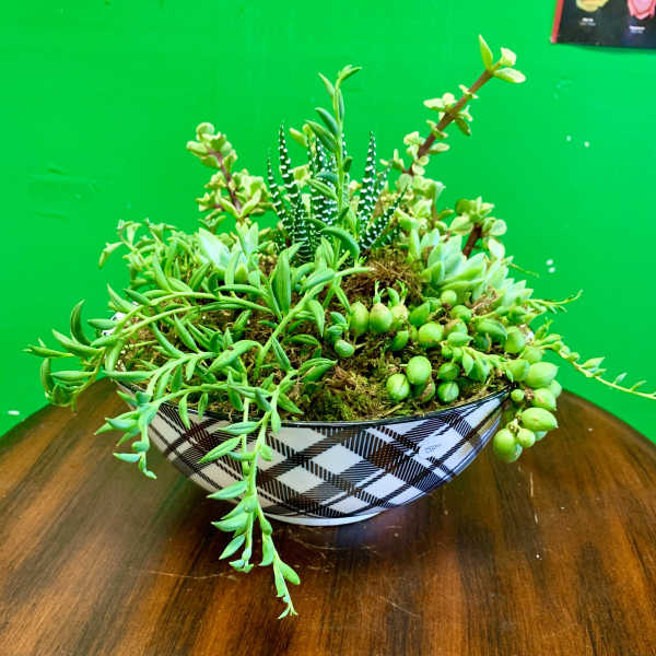 Succulent arrangement in a patterned bowl on a wooden table