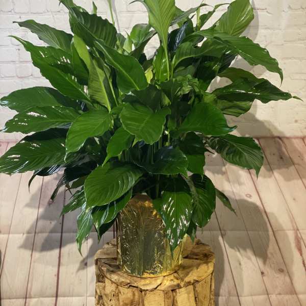 Potted peace lily plant with white blooms and glossy green leaves