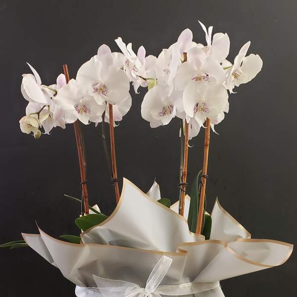 Potted white orchid plant with multiple stems wrapped in white paper and tied with a sheer ribbon
