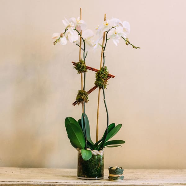 White orchids in a glass vase with moss accents