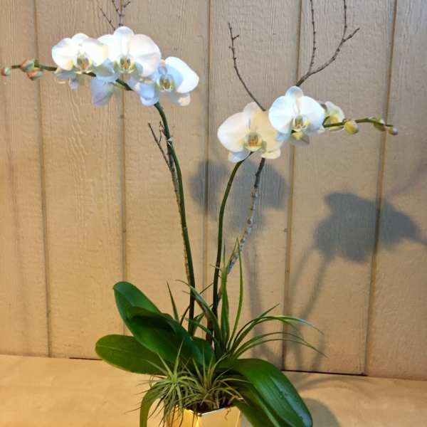 White orchids in a gold square pot with green foliage