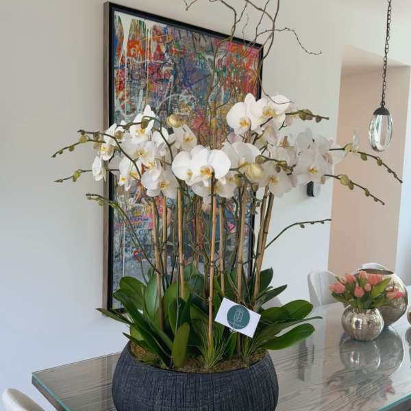 Tall white orchid arrangement in a dark textured planter