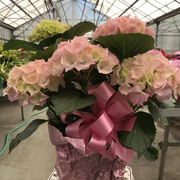 Pink and pale green hydrangeas in a wrapped pot with a pink ribbon