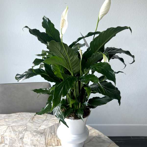 White peace lily plant in a white ceramic vase