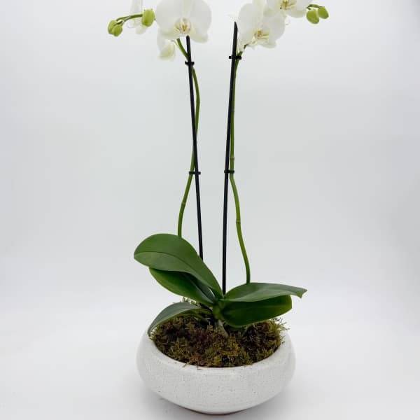 Classic Double Phalaenopsis Planter