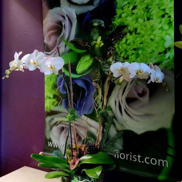 White orchids arranged in a white pot with succulents