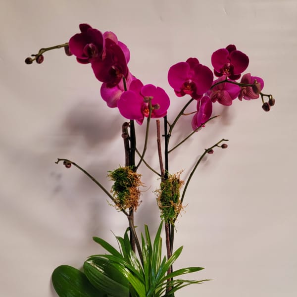 Potted magenta orchids with broad green leaves in a white container