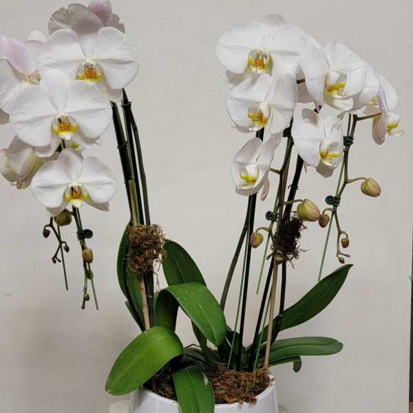 White orchids in a white pot with broad green leaves
