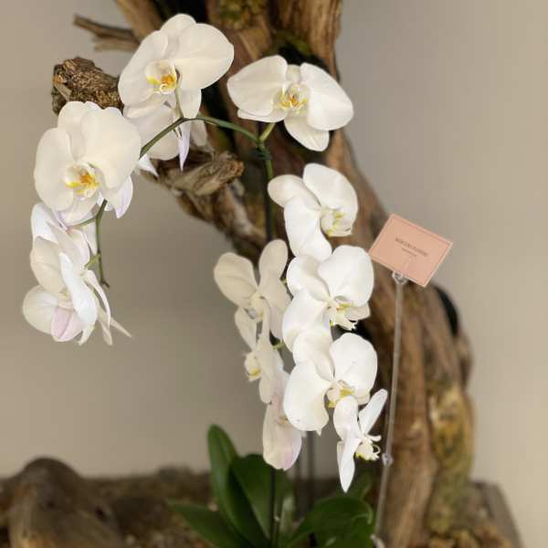 White orchid plant in a white pot with a small tag