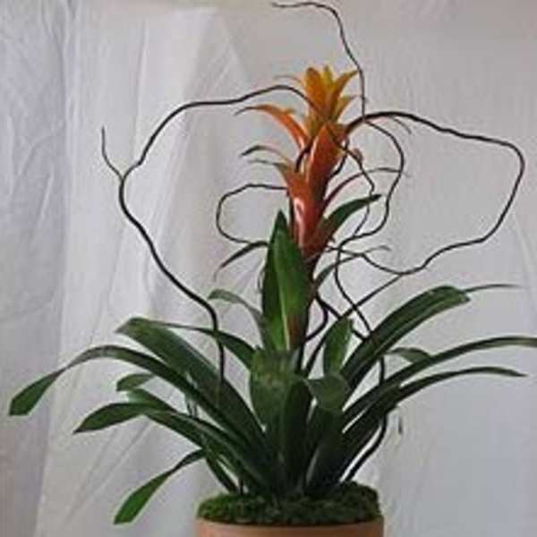 Potted tropical plant with long green leaves and orange-red top bracts