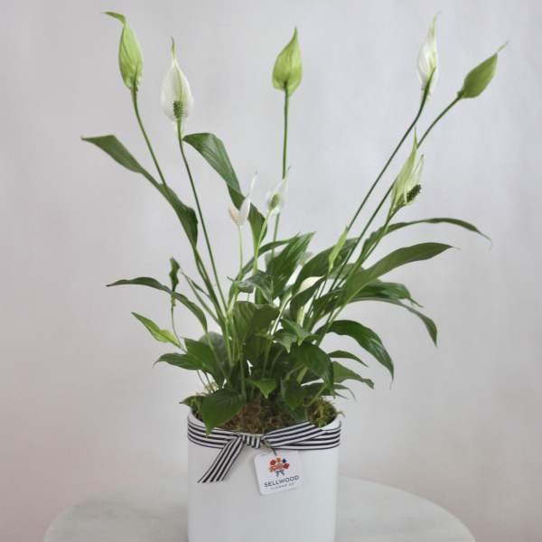 White peace lily plant in a white pot with a striped ribbon