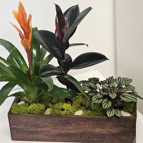 Beautiful Plants arrangement