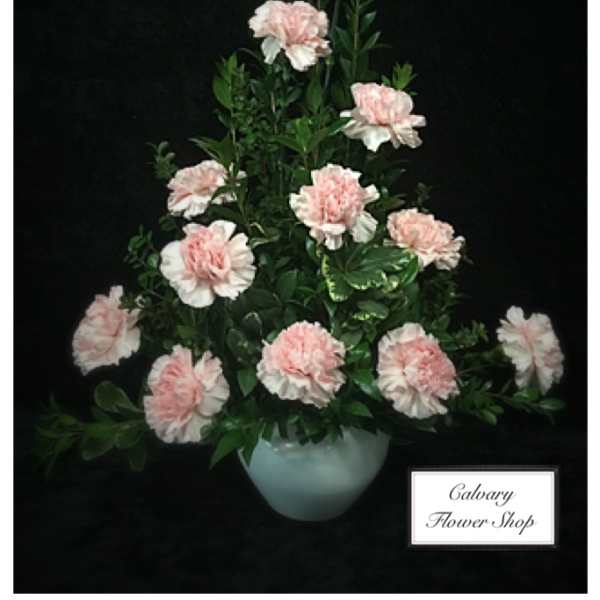 Pink carnations arranged in a pale vase against a black background