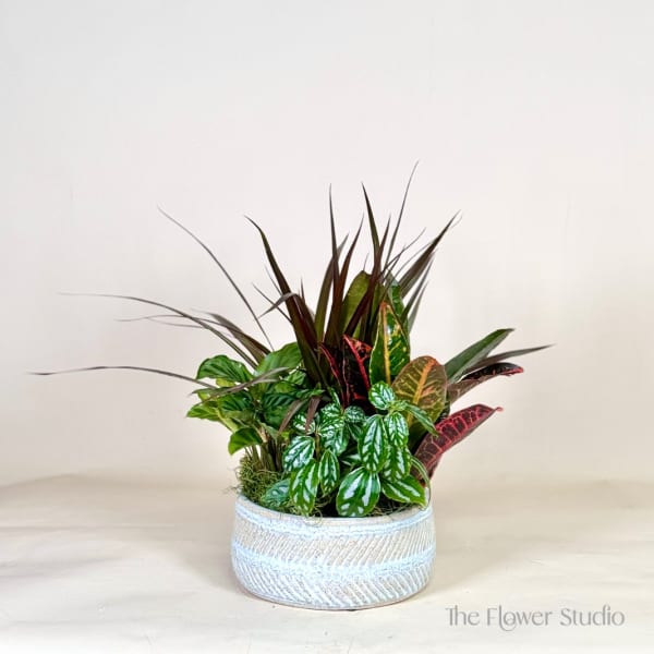 Dish garden of assorted foliage plants in a low white textured pot
