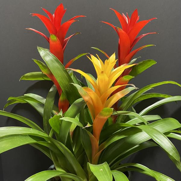 Potted bromeliad with red and yellow blooms