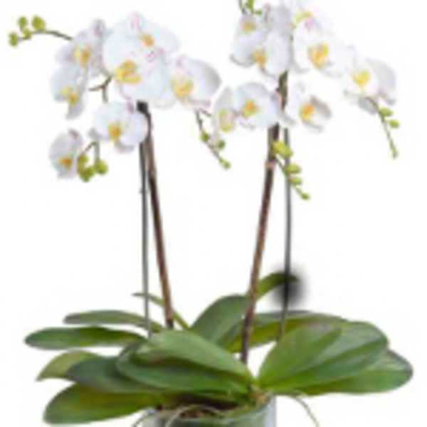 Potted white orchid plant with tall flowering stems in a clear glass vase