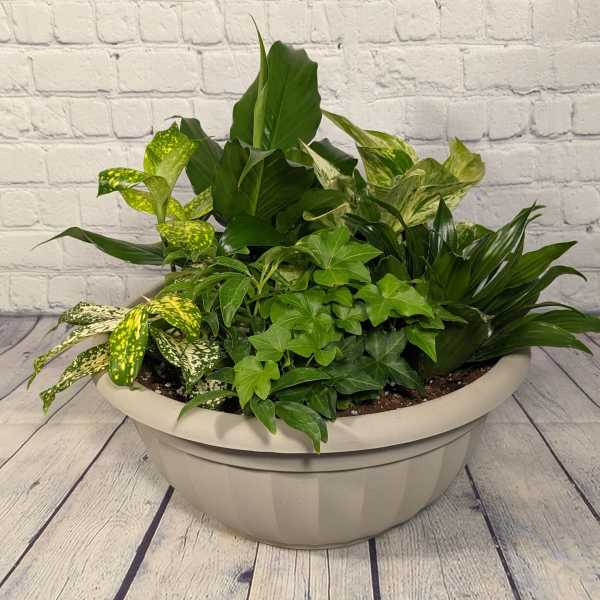 Mixed green houseplants in a shallow beige planter