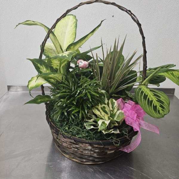 Basket of assorted green houseplants with a pink ribbon