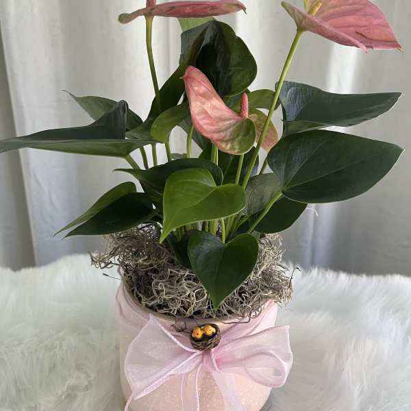 Pink anthurium plant in a pale pink pot with a ribbon bow and bird nest accent on a white surface
