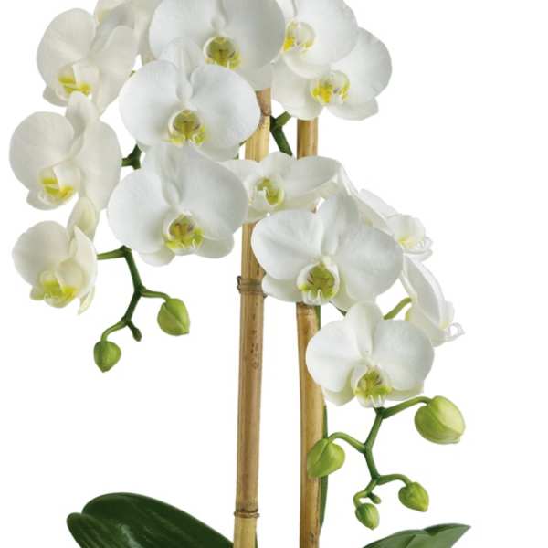 White orchid plant in a bamboo planter with support stakes