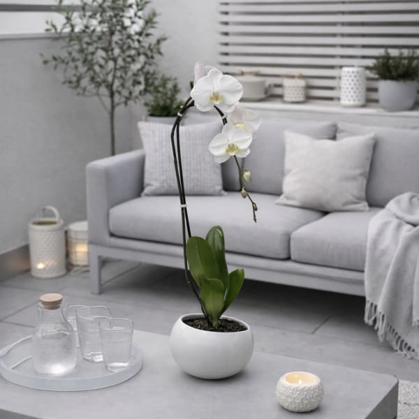 White Phalaenopsis Orchid – Minimalist Planter