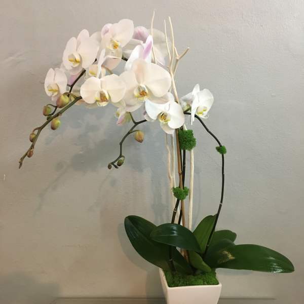 White orchid arrangement in a square white vase