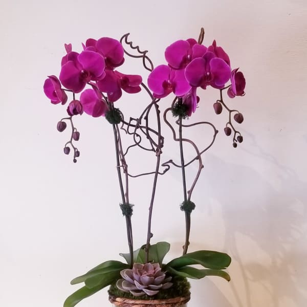 Two magenta orchids in a glass vase with a small succulent arrangement