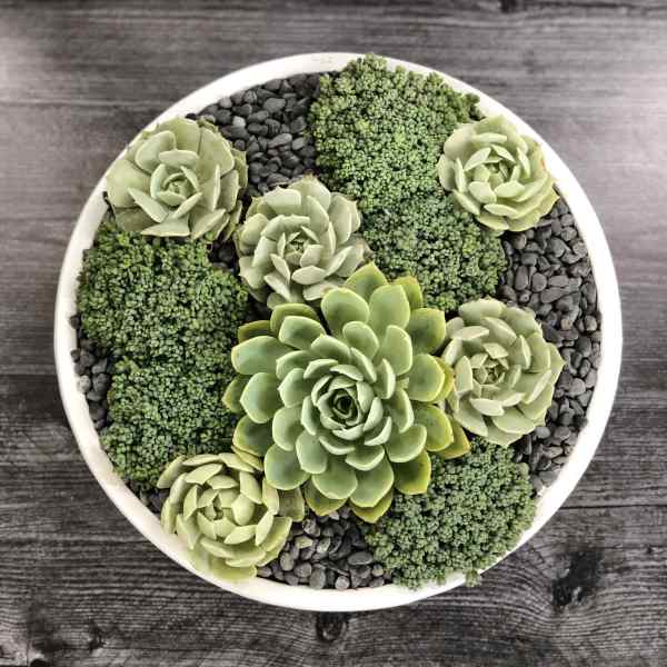Round bowl of green succulents arranged with black pebbles