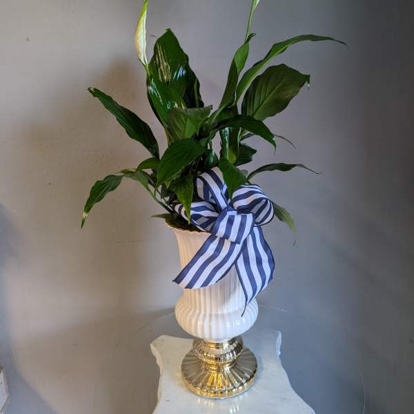Peace lily plant with white blooms in a white pedestal vase with a blue striped bow