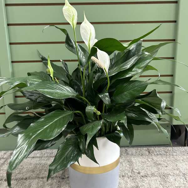 Deco Pot Peace Lily