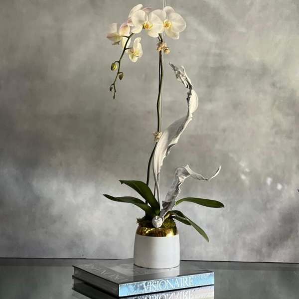 White orchid in a white pot with gold trim on stacked books