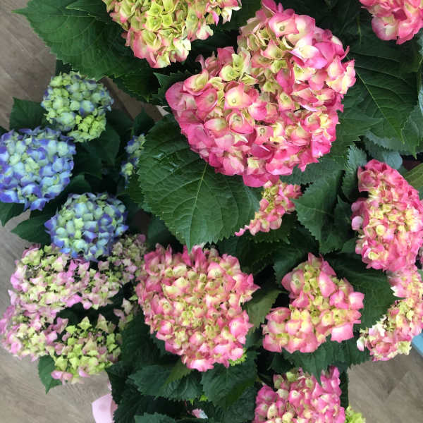 Hydrangeas Plants