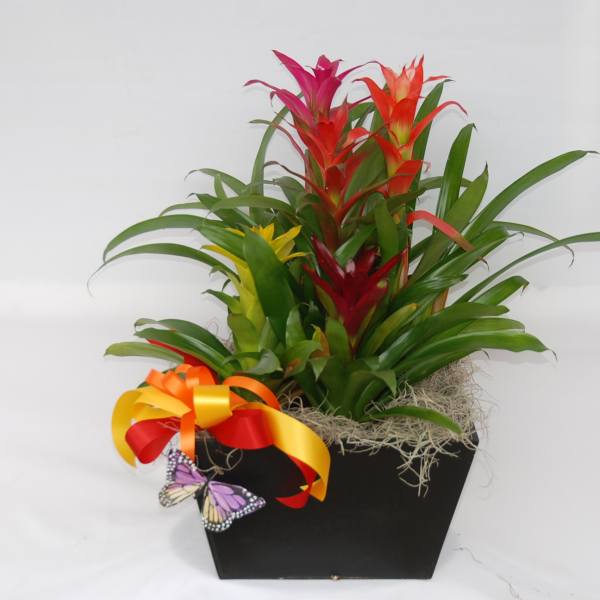 Bromeliad plant