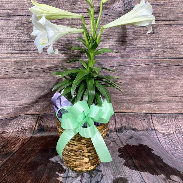 White lilies in a woven basket with a mint ribbon