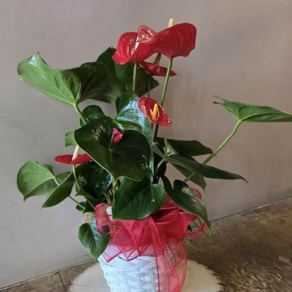 Potted anthurium plant with red blooms in a white basket