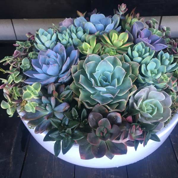 A shallow white bowl filled with assorted succulents in blue, green, and purple tones.
