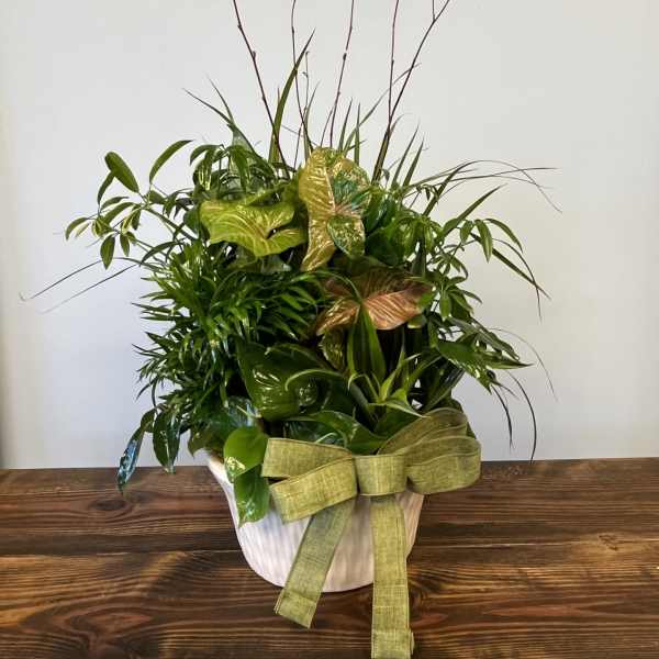 Mixed green potted plant garden in a white ceramic container with a green bow and tall bare branches.