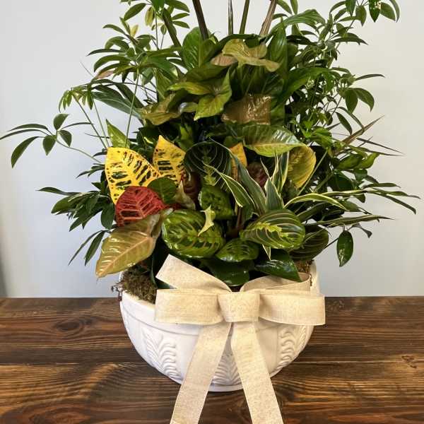 Mixed potted houseplant garden in a white ceramic bowl with a beige bow