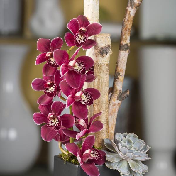 Magenta orchids and a pale succulent in a black square planter