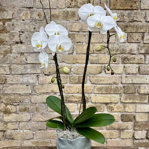 Lovely Phalaenopsis Orchid
