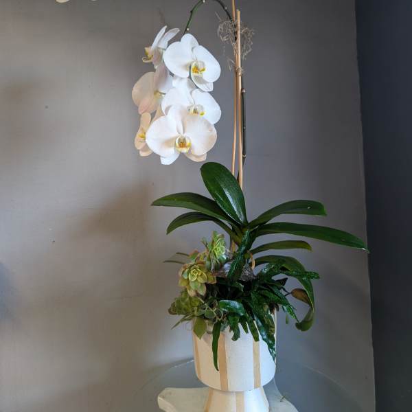 Tall white phalaenopsis orchid with succulents in a modern cream pedestal pot