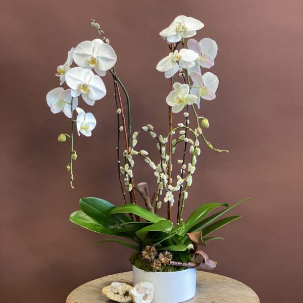 White orchids in a white pot with broad green leaves