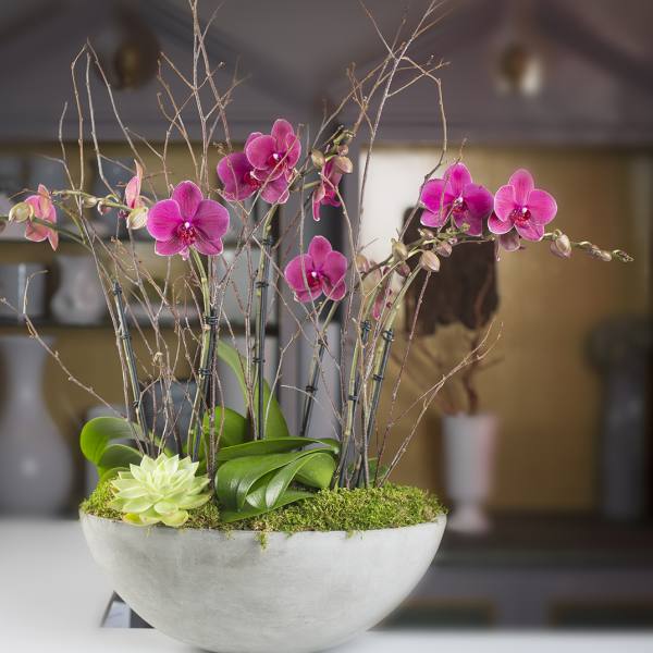 Pink orchids in a white bowl planter with moss and a small succulent