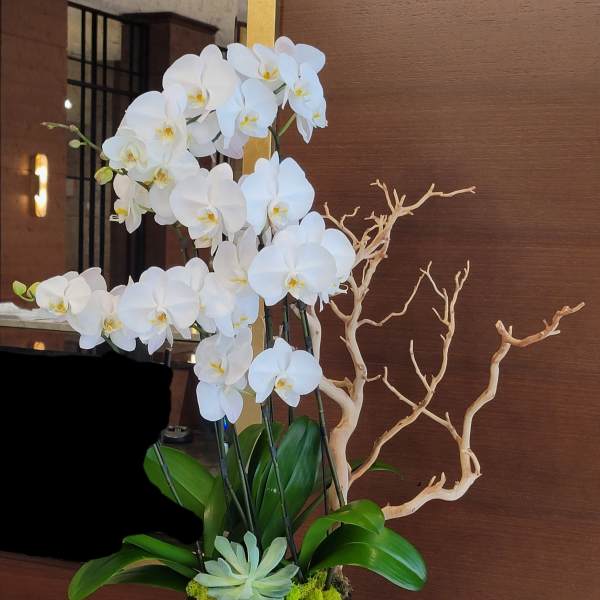 White orchid arrangement in a black pot with driftwood accents