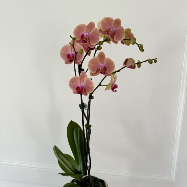 Phalaenopsis Double Orchid