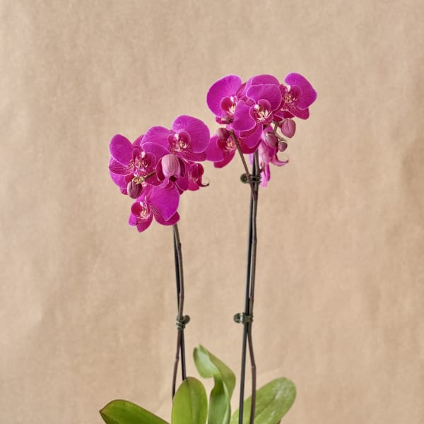 Potted pink orchid with two tall blooming stems