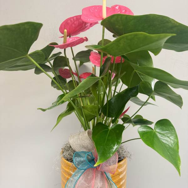 Anthurium Potted Plant