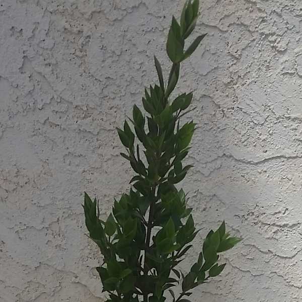 Sunflowers, roses, and carnations in a black vase with tall greenery