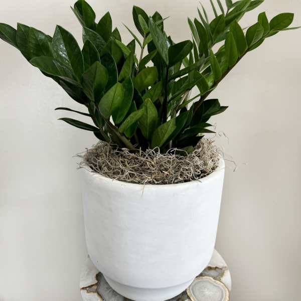 Lush Zamioculcas "ZZ" Plant